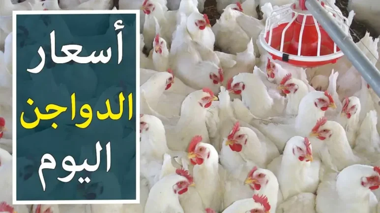 أسعار الفراخ البيضاء اليوم
